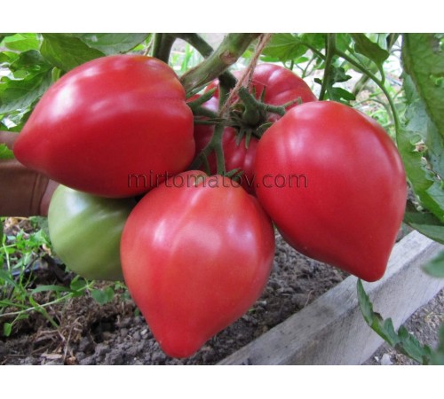 Тоніман (Toniman)