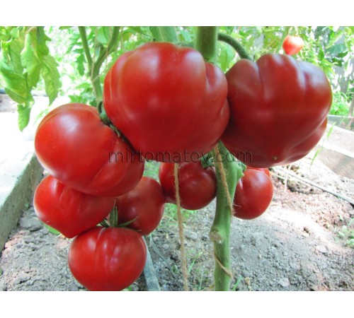 Трюфельне серце