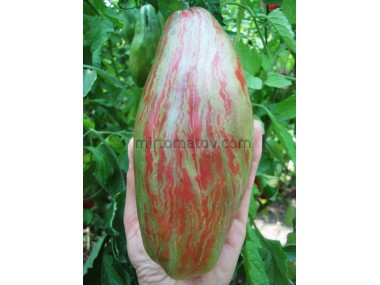 Тюльпан вишневый