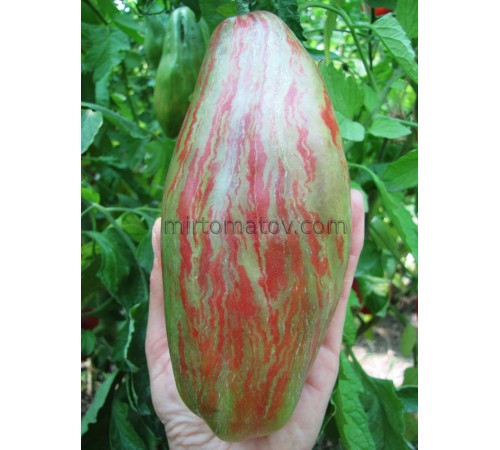 Тюльпан вишневый