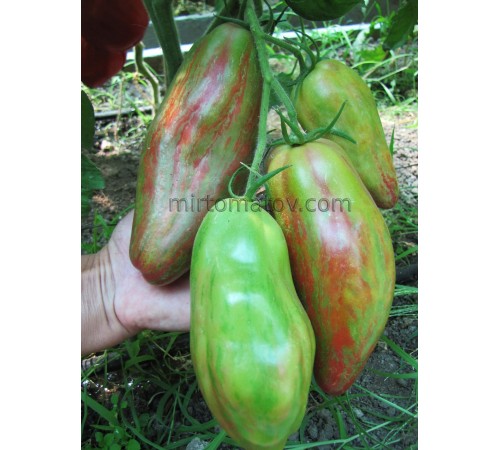 Тюльпан вишневый