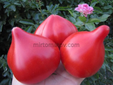 Український ранній