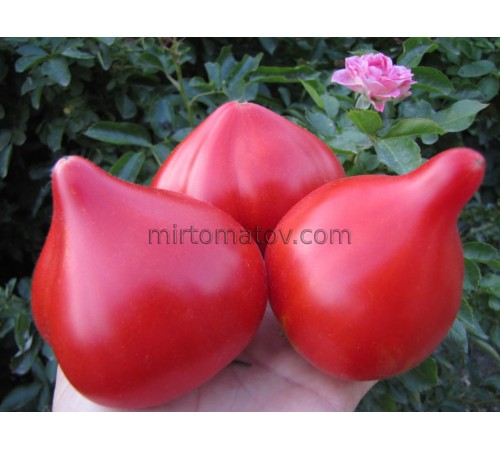 Український ранній