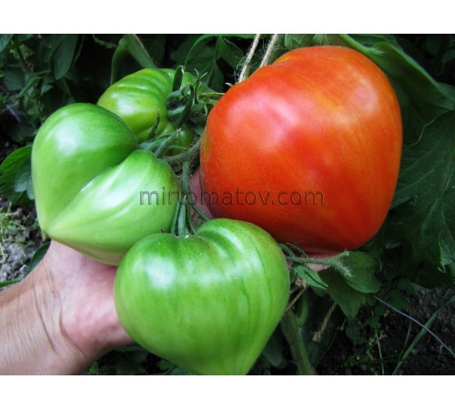 Український ранній