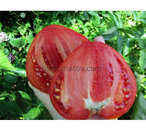 Український ранній