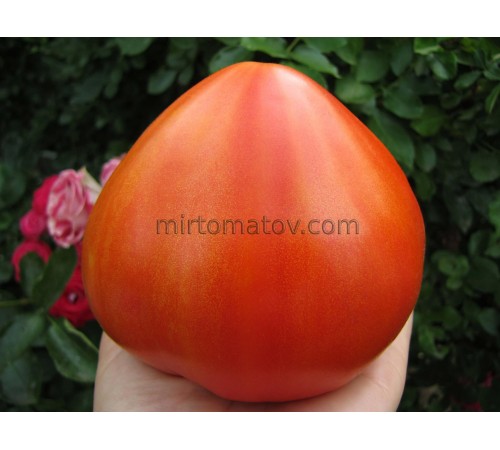 Український ранній