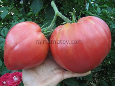 Фаворит из царей