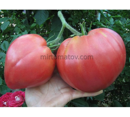 The leader of the kings