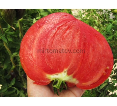 The leader of the kings