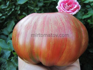 Фіолетова красуня (Bellezza Viola)