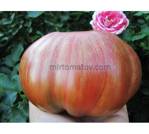 Фіолетова красуня (Bellezza Viola)