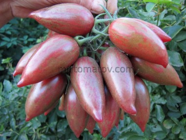 Фіолетовий смарагд (Purple Smaragd)