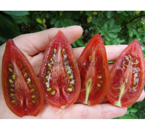 Фіолетовий смарагд (Purple Smaragd)