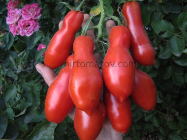 Фляшень коричневий (Flaschentomaten brown)