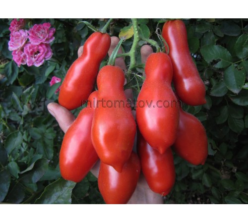 Фляшень коричневий (Flaschentomaten brown)