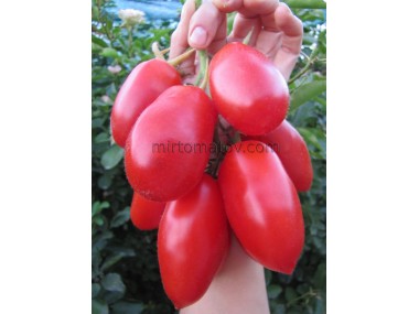 Французький гродневий