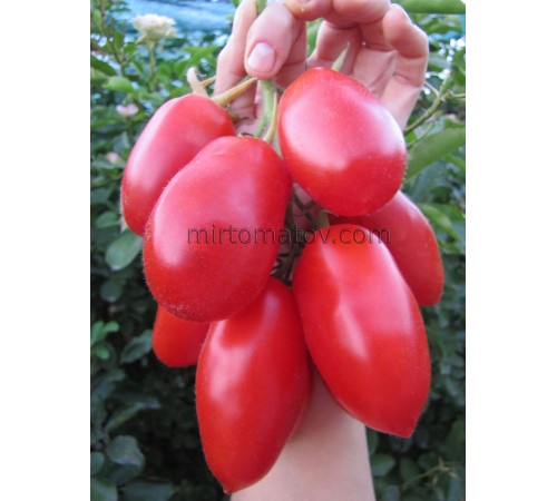 Французький гродневий