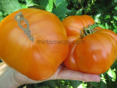 Чак жовтий біфштекс (Chuck's Yellow Beefsteak)