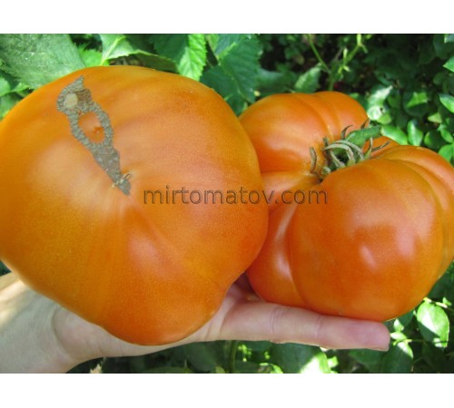 Чак жовтий біфштекс (Chuck's Yellow Beefsteak)