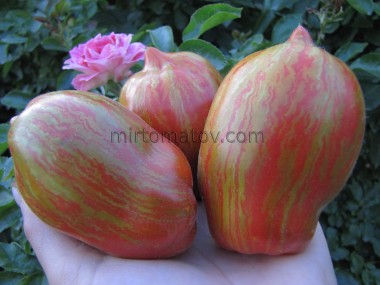 Чорний банан Коста (Black Banana Costa)