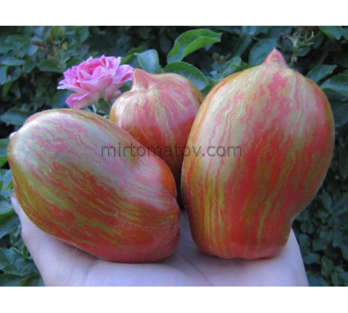 Чорний банан Коста (Black Banana Costa)