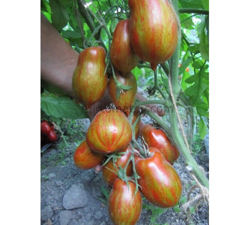 Чорний банан Коста (Black Banana Costa)