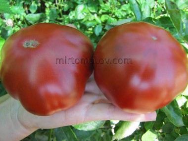 Чорний з Аріскурена (Negro de Arizcuren)