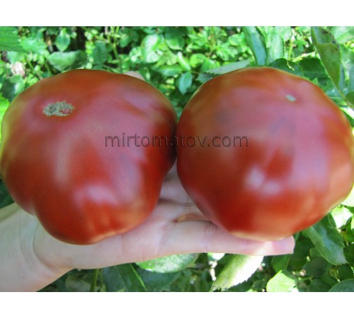 Чорний з Аріскурена (Negro de Arizcuren)