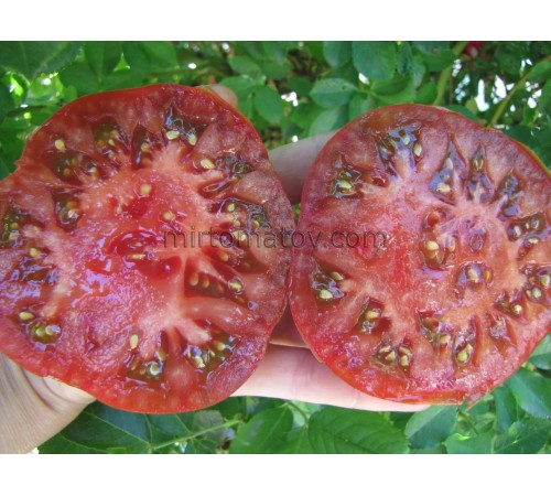 Чорний з Аріскурена (Negro de Arizcuren)