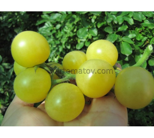 Чері Білий (Snow white cherry)