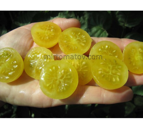 Чері Білий (Snow white cherry)