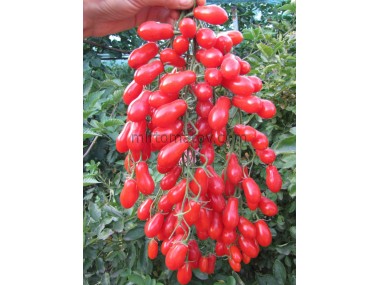 Черрі солодкий