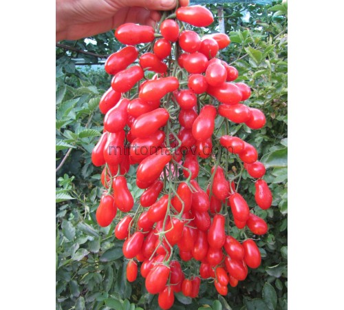 Черрі солодкий