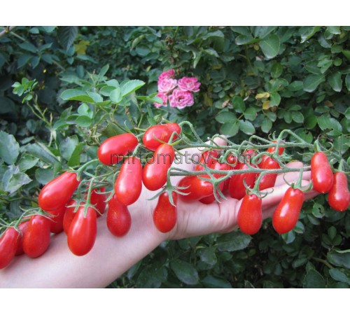 Черрі солодкий