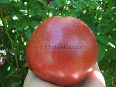 Чінук (Chinook)