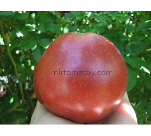 Чінук (Chinook)