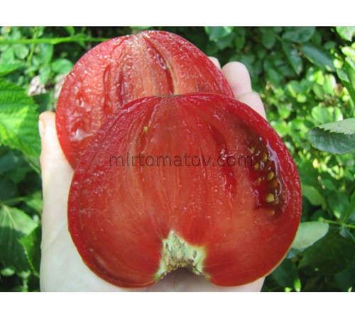 Чінук (Chinook)