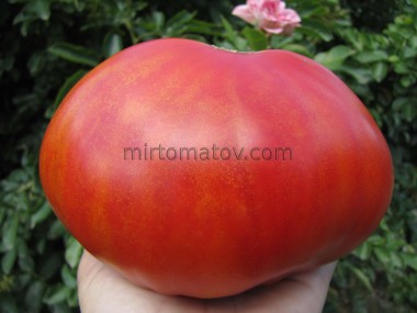 Чуйський Мінусинський