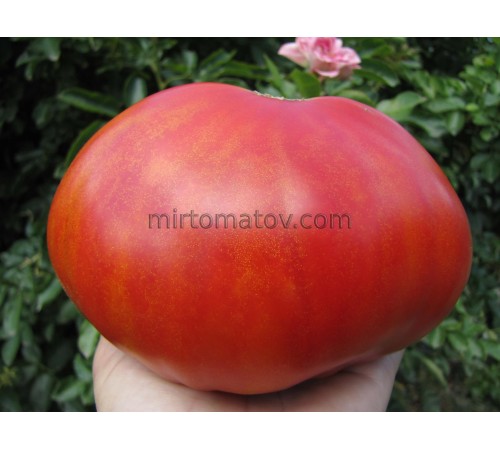 Чуйський Мінусинський