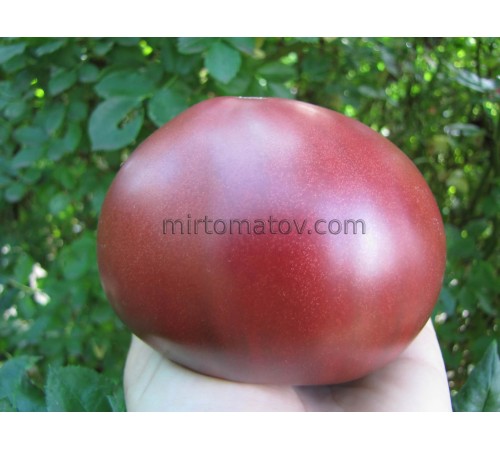 Шарбоньєз Дю Беррі (Charbonneuse du Berry)