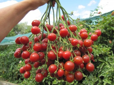 Штурмовик Норман (Stormin Norman)