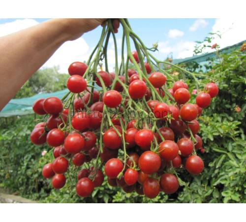 Штурмовик Норман (Stormin Norman)