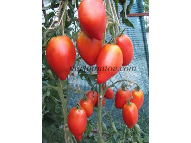 Реторта (San Marzano Redorta)