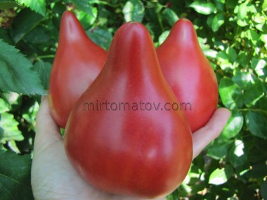 Блискучий Пурпуровий Вогник