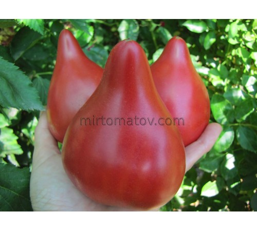 Блискучий Пурпуровий Вогник