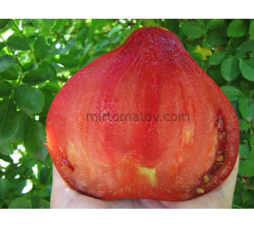 Блискучий Пурпуровий Вогник