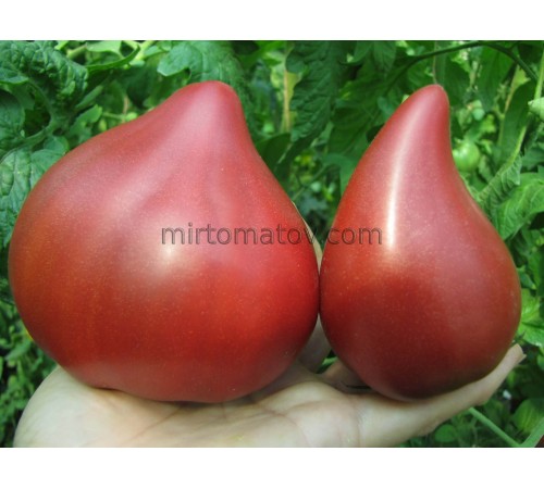 Блискучий Пурпуровий Вогник