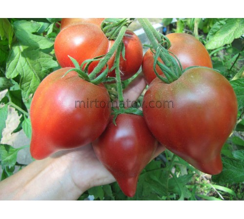 Блискучий Пурпуровий Вогник