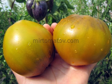 Сладкая Тропическая Груша (Sweet Tropical Pear)
