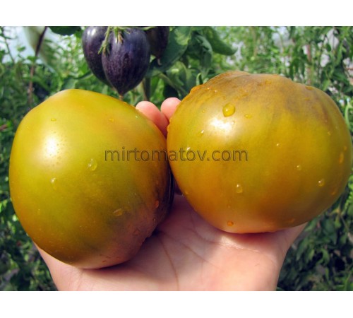 Сладкая Тропическая Груша (Sweet Tropical Pear)